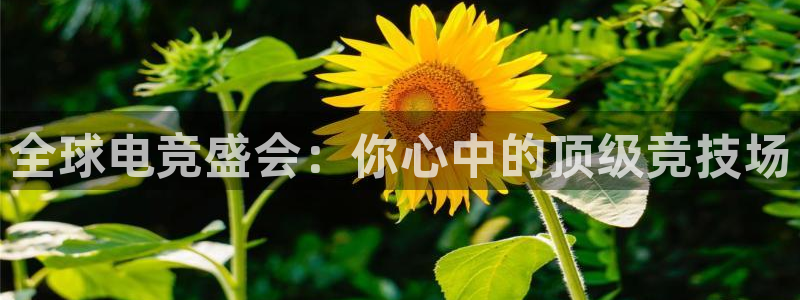 bg大游app：全球电竞盛会：你心中的顶级竞技场